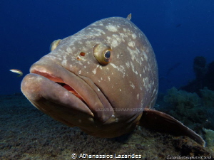 Grouper by Athanassios Lazarides 